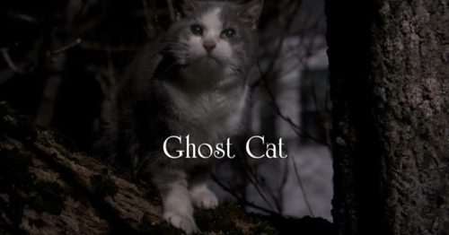 GHOST CAT TITLE